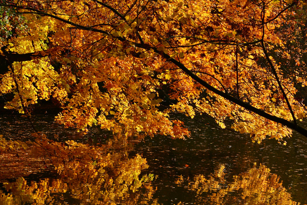 Stadtwald Köln Foto & Bild jahreszeiten, herbst, natur Bilder auf
