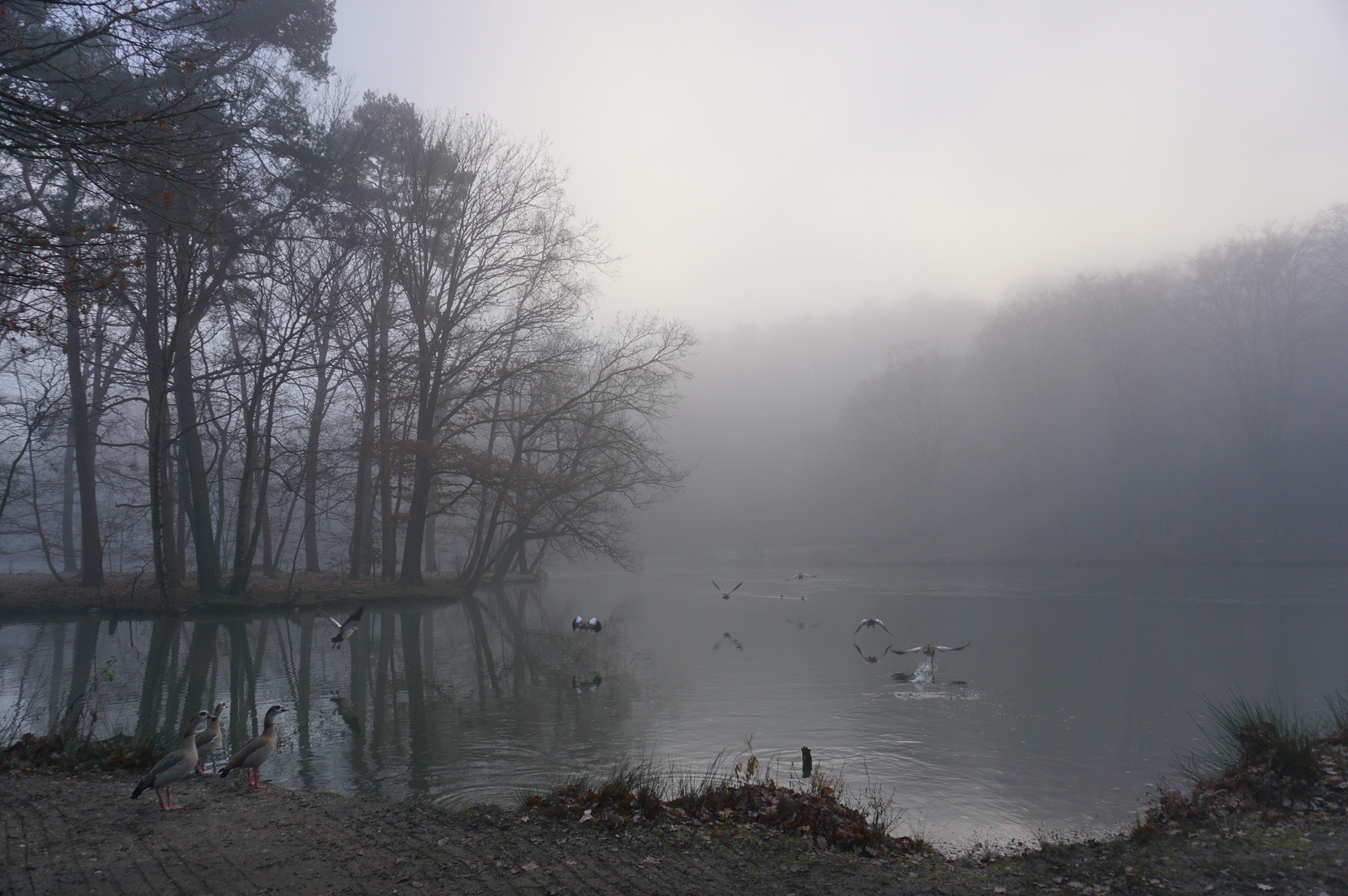 Stadtwald-Nebel