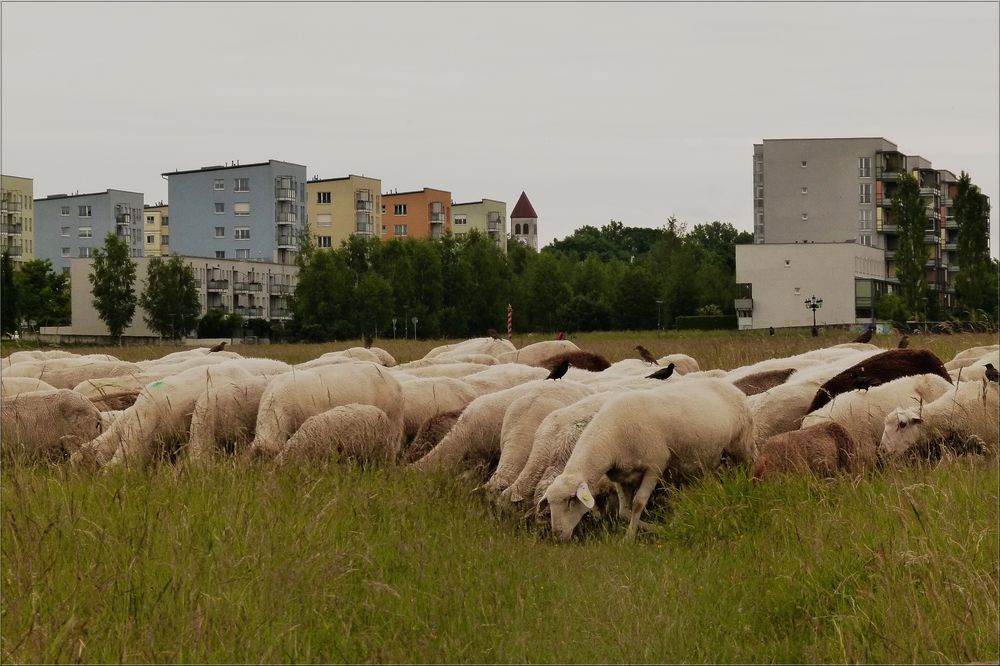 Städtische Rasenmäher