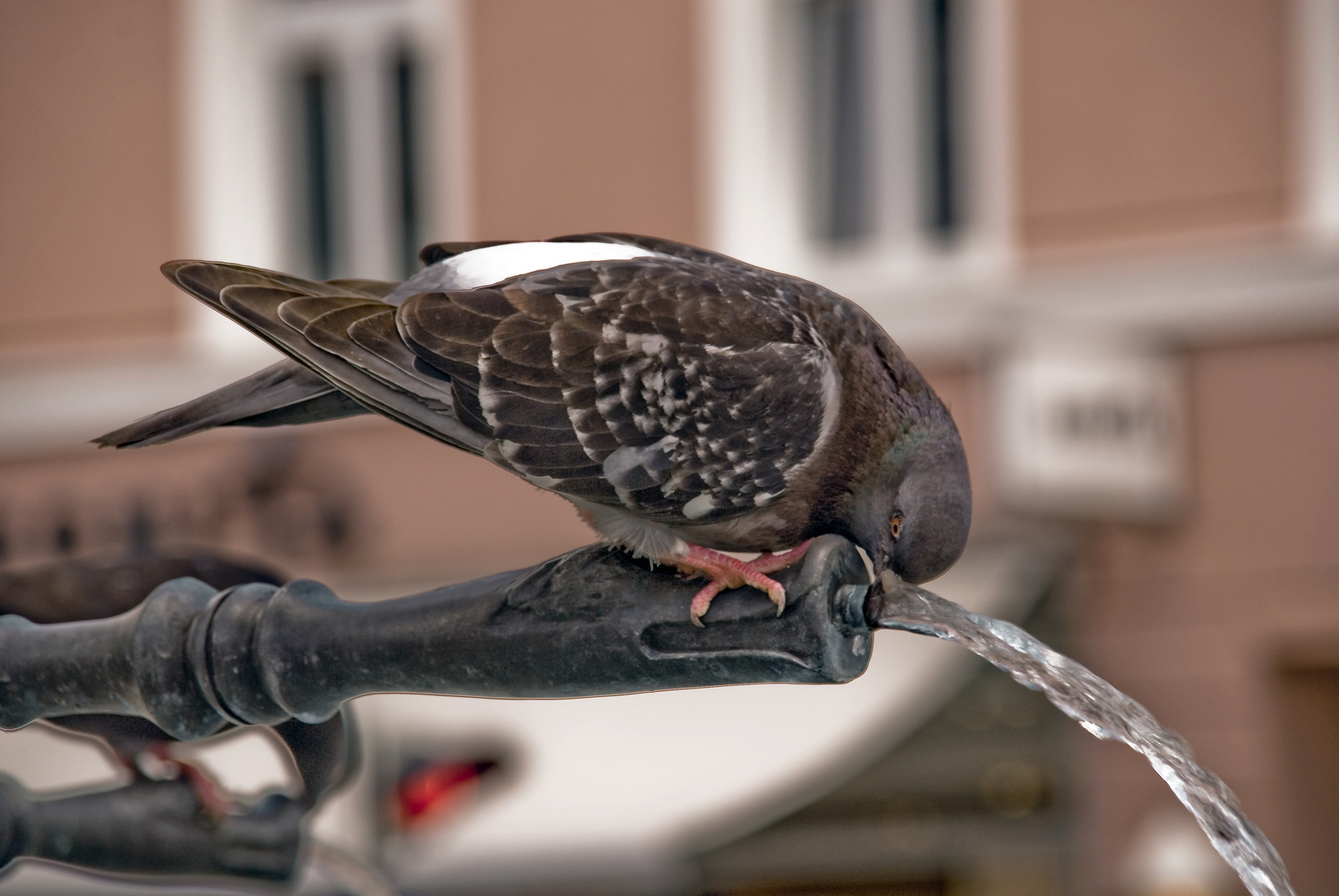 Städtische Vogeltränke