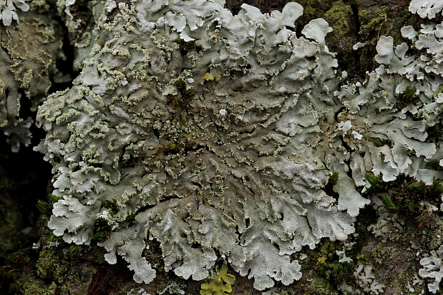 Städtischer Baumrindenschmuck: Graue Schwielenflechte (Physconia grisea)