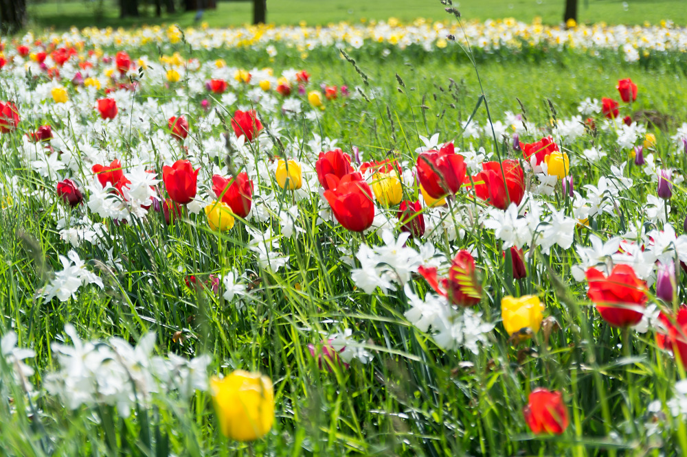 städtischer Blumenschmuck