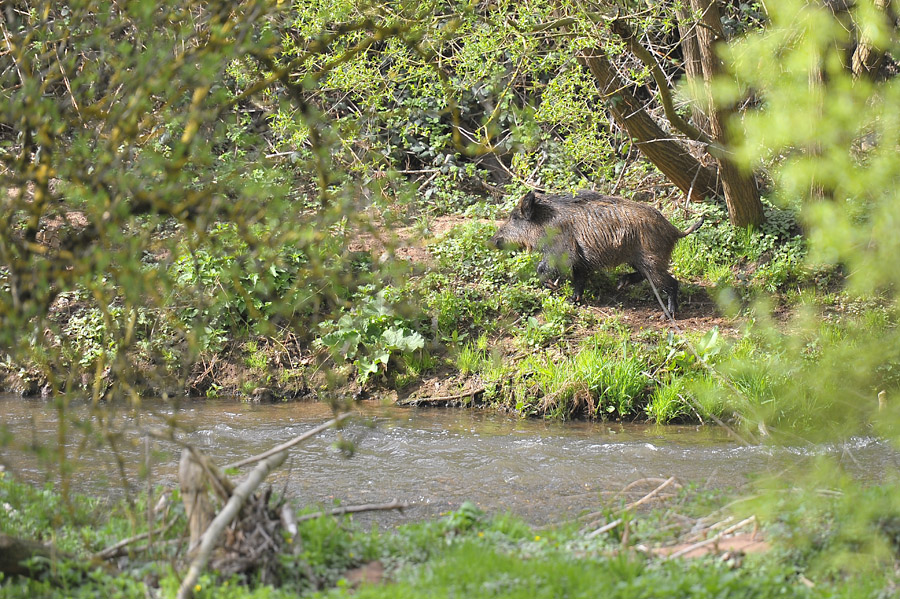 städtisches Wildschwein