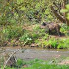 städtisches Wildschwein