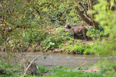 städtisches Wildschwein