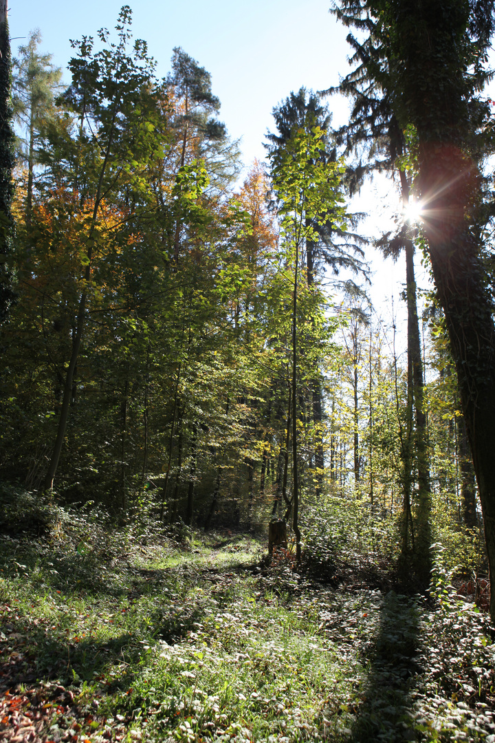 Stäfner Wald im Spätherbst