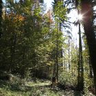 Stäfner Wald im Spätherbst