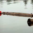 Stämmchen im Wasser