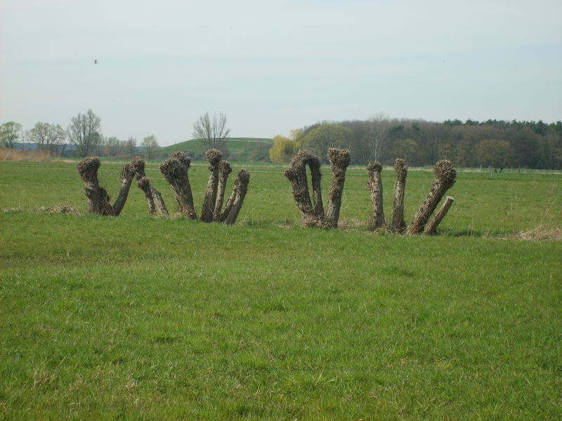 Stämme allein auf der Wiese