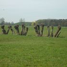 Stämme allein auf der Wiese