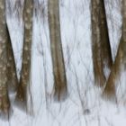 Stämme im Schnee - tronchi nelle neve