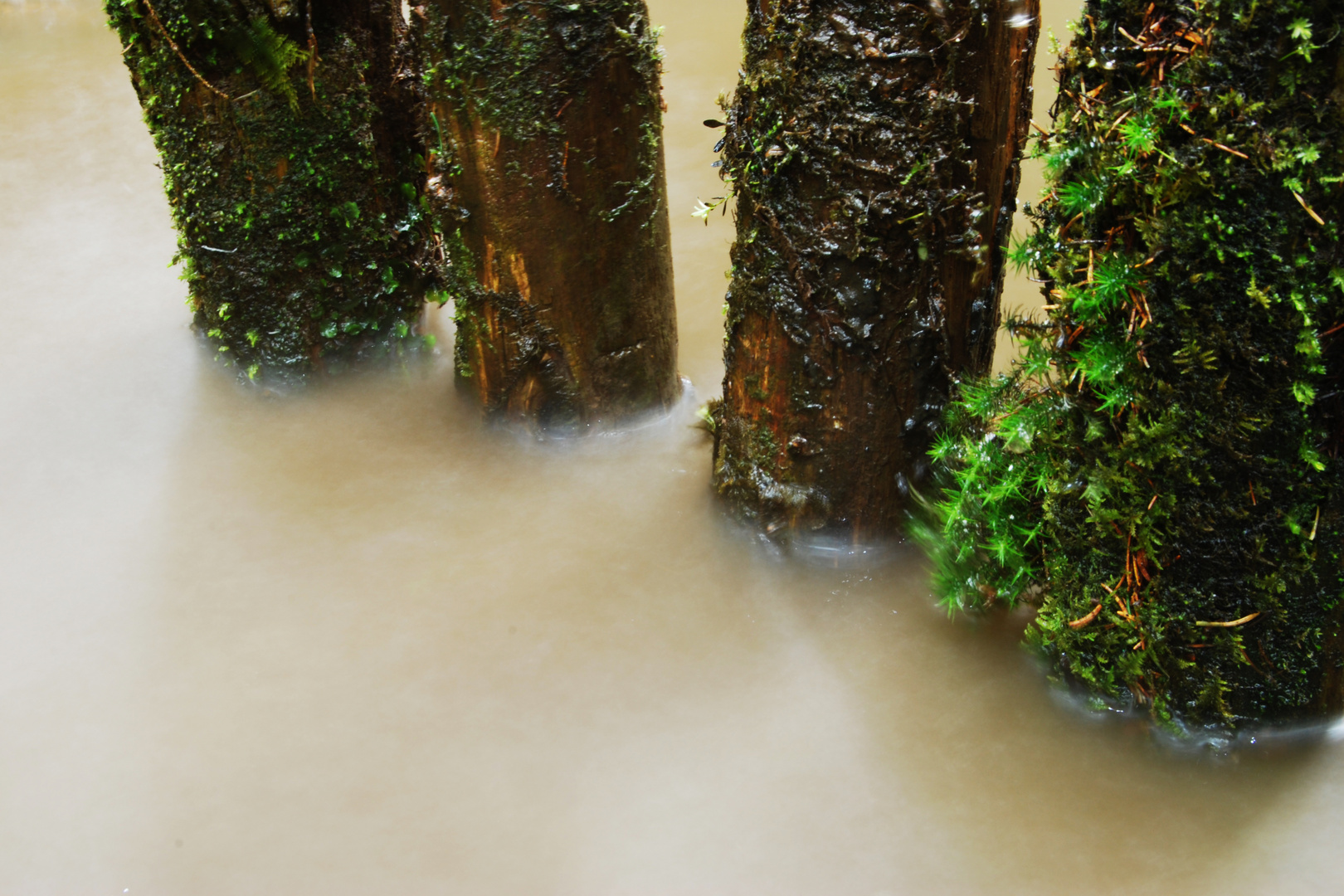 Stämme im Wasser