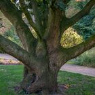 stämmig  -  botanischer Garten Braunschweig