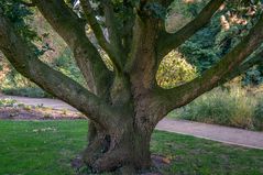 stämmig  -  botanischer Garten Braunschweig