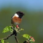 Ständchen am Morgen - Mein Freund, das Schwarzkehlchen - Saxicola rubicola