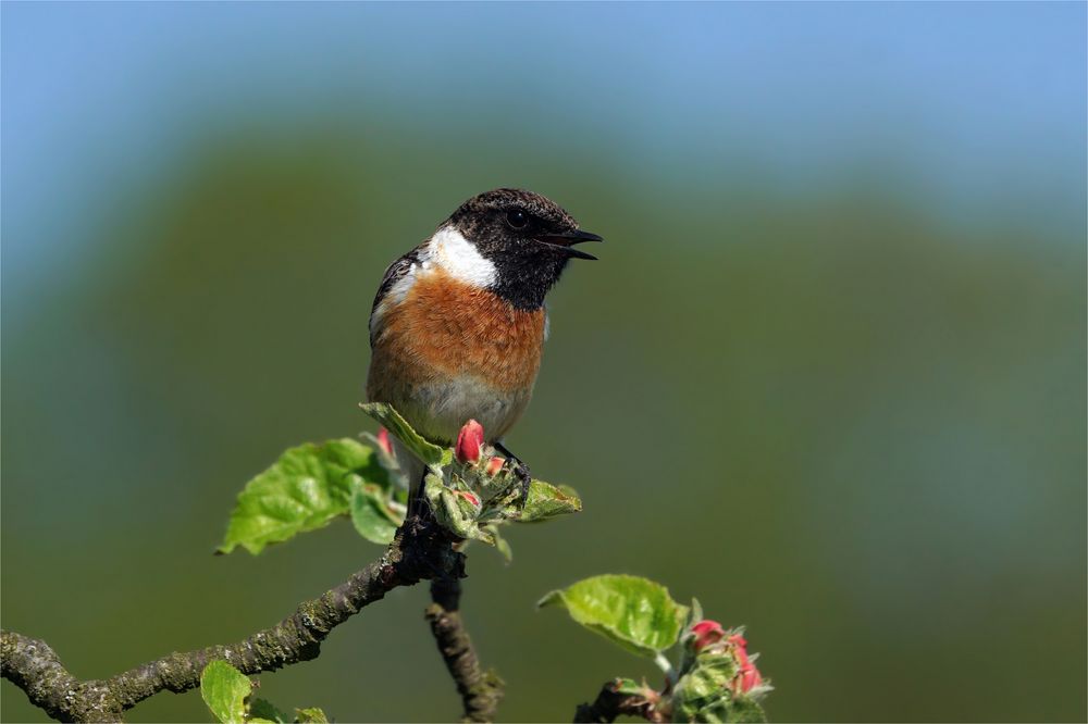 Ständchen am Morgen - Mein Freund, das Schwarzkehlchen - Saxicola rubicola