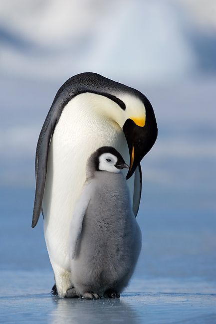 Ständig betteln die jungen Kaiserpinguine nach Futter