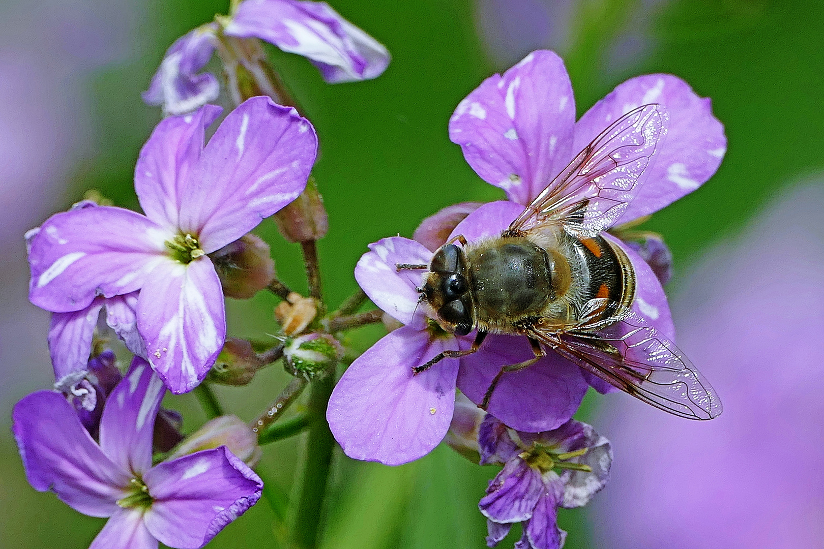 ständig eine neue Blüte, bis ich satt bin