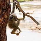 Ständig in Bewegung und nur Unfug im Kopf.