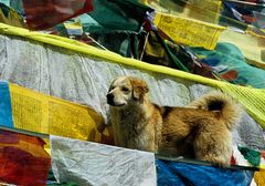 Ständige Begleiter in Westtibet ....