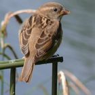 Ständiger Besucher im Garten