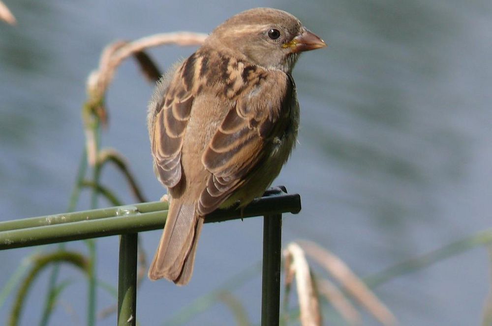 Ständiger Besucher im Garten