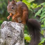 Ständiger Gast am Vogelhaus