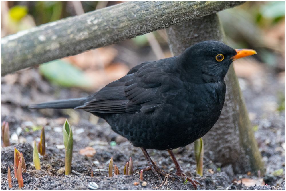 Ständiger Gast im Garten