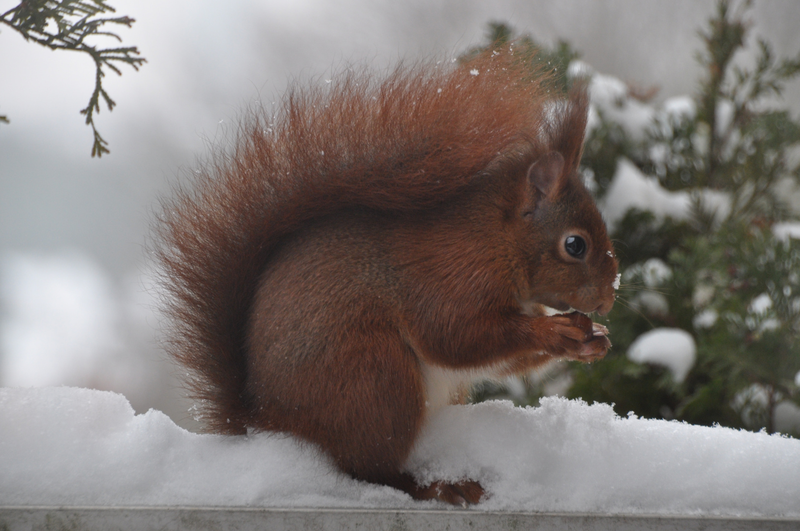 Ständiger Gast im Winter