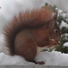 Ständiger Gast im Winter