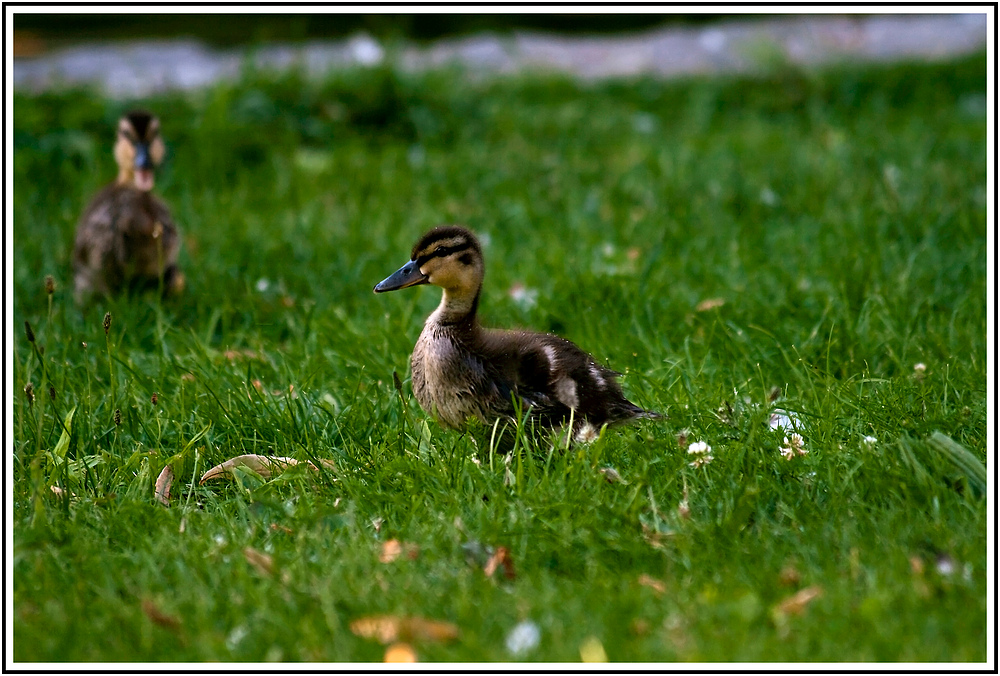 ständiges Motzen