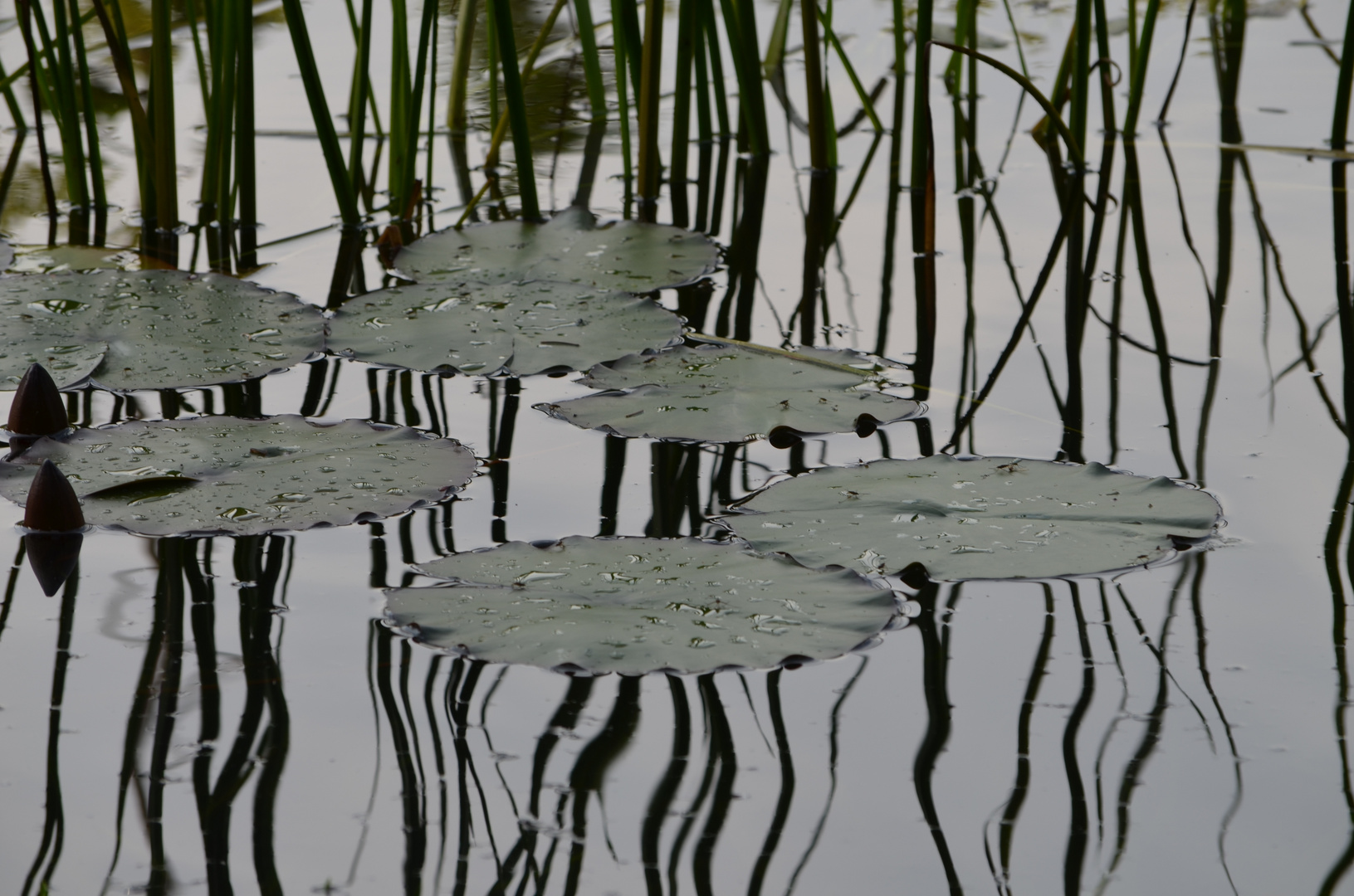 Stängel im Wasserspiegel