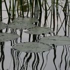 Stängel im Wasserspiegel