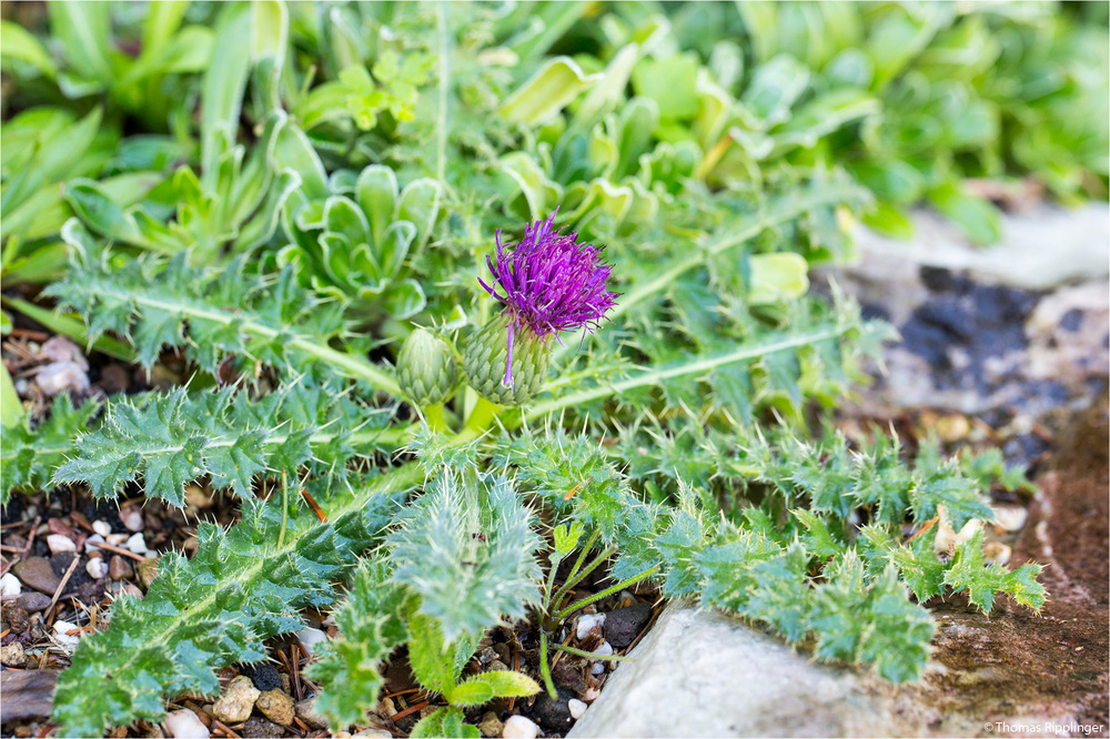 Stängellose Kratzdistel (Cirsium acaule).