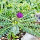 Stängellose Kratzdistel (Cirsium acaule).