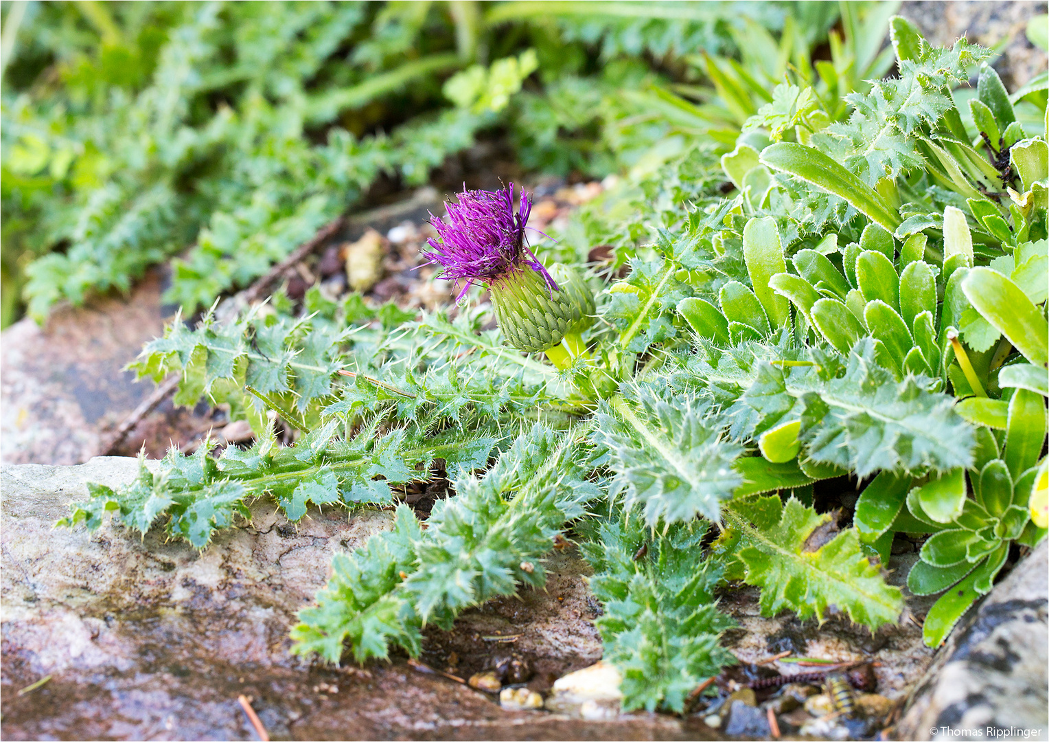 Stängellose Kratzdistel (Cirsium acaule)