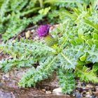 Stängellose Kratzdistel (Cirsium acaule)