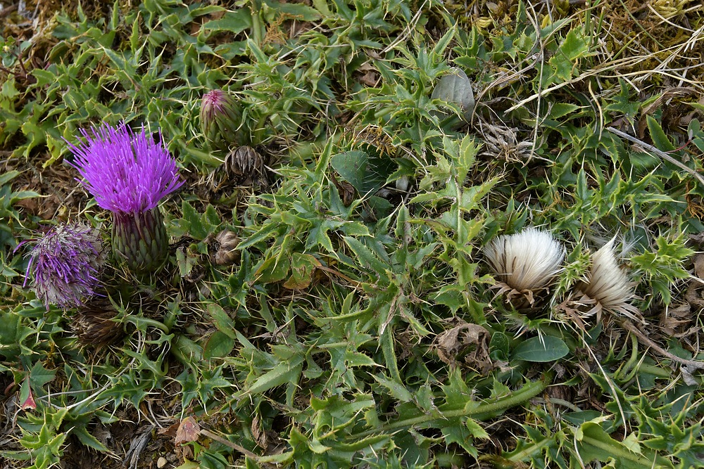 Stängellose Kratzdistel: Flach hilft gegen Wind und Wetter 02