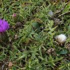 Stängellose Kratzdistel: Flach hilft gegen Wind und Wetter 02