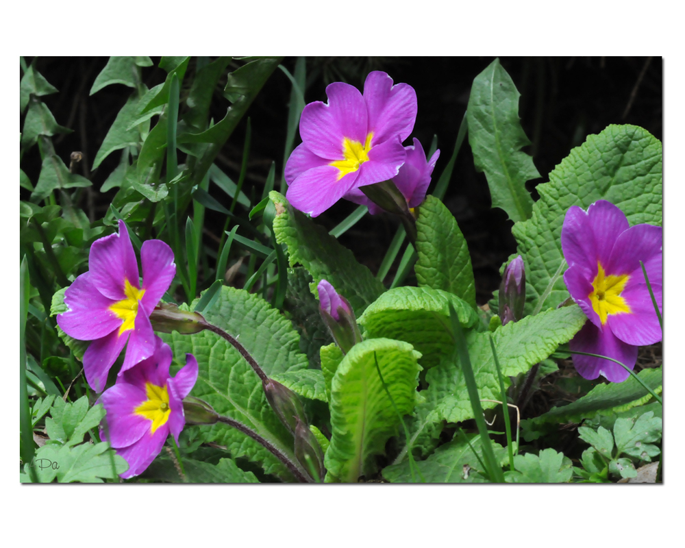 Stängellose Schlüsselblume