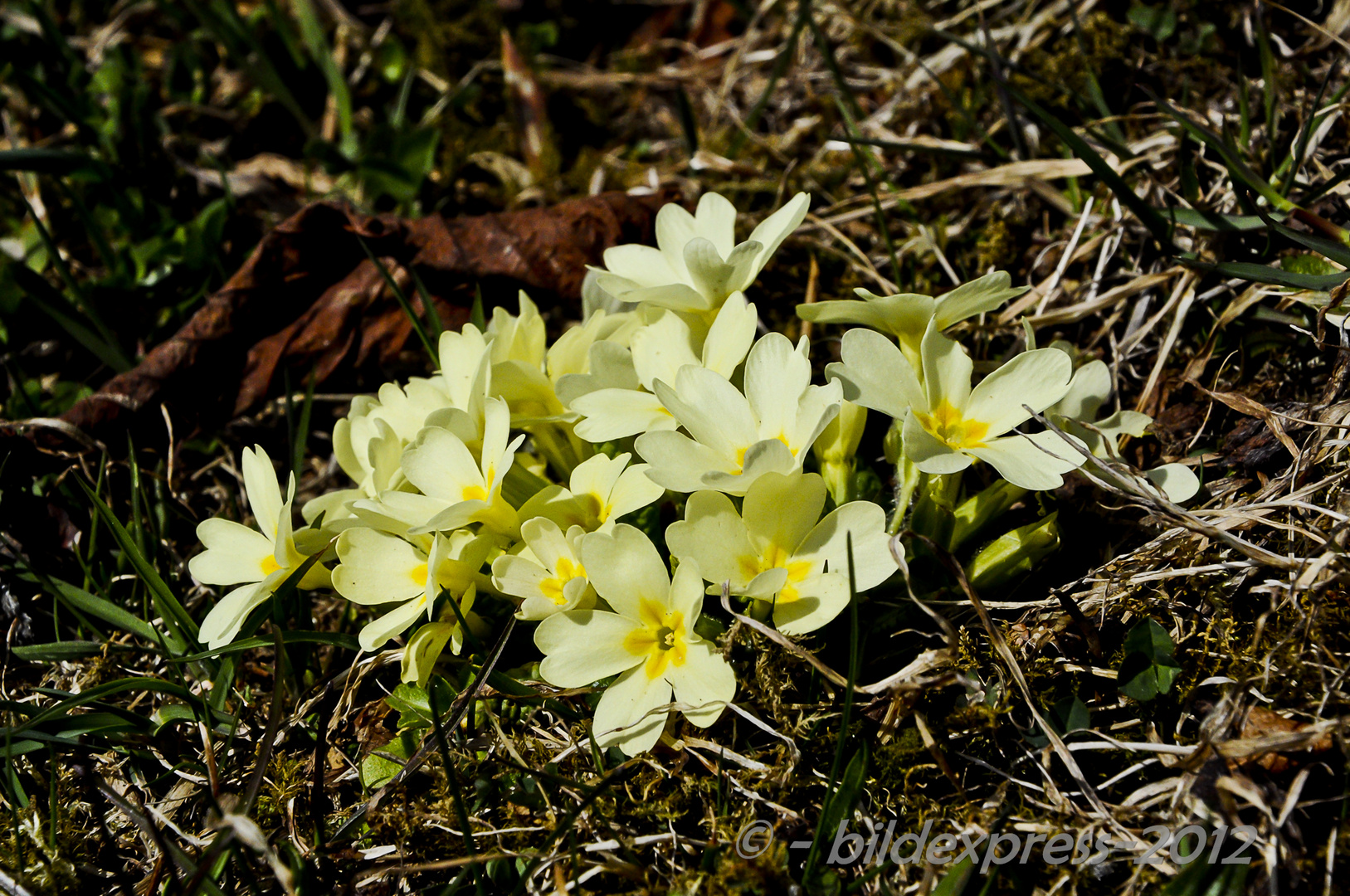 Stängellose Schlüsselblume