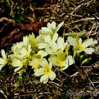 Stängellose Schlüsselblume