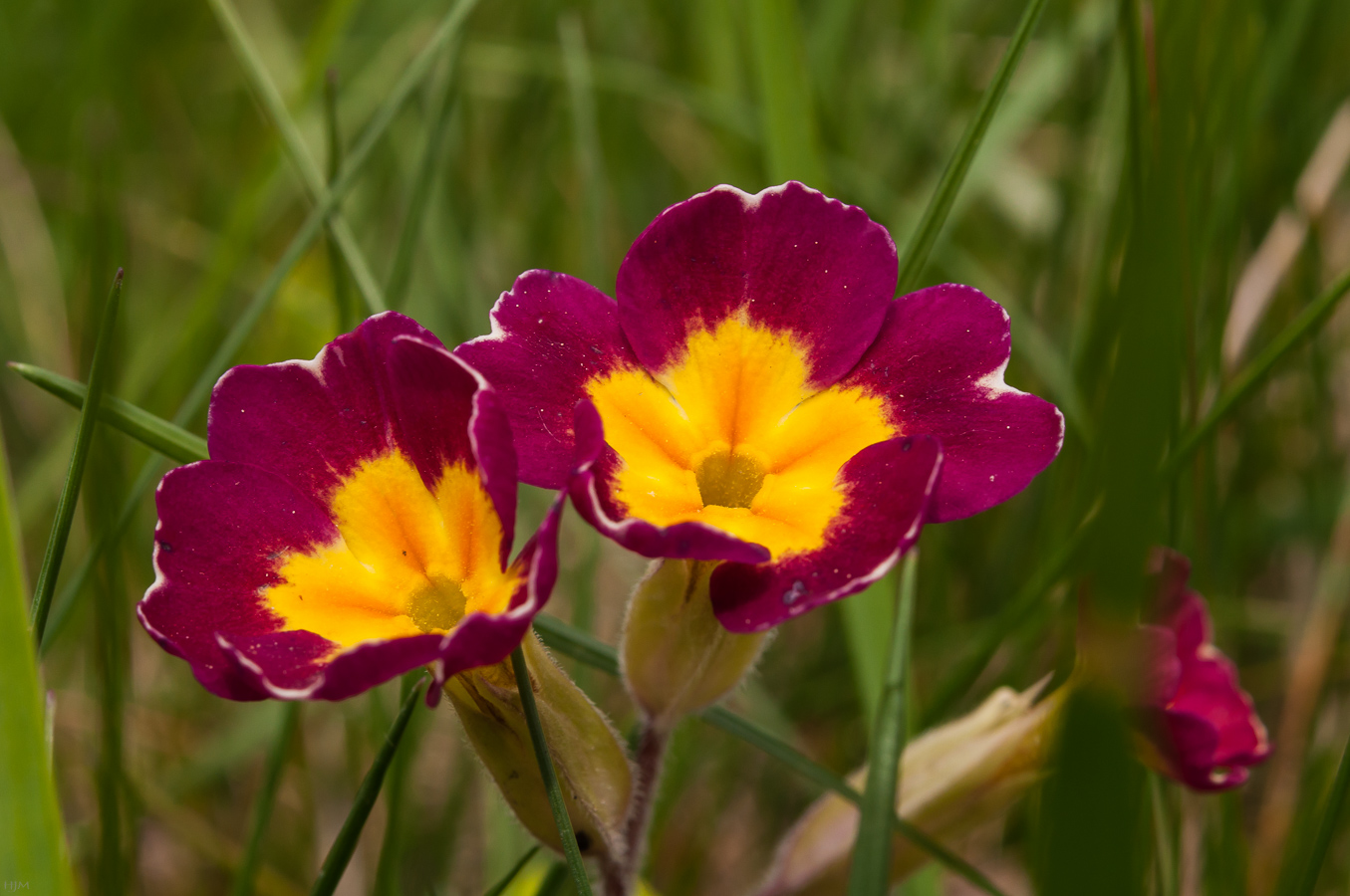 Stängellose Schlüsselblume