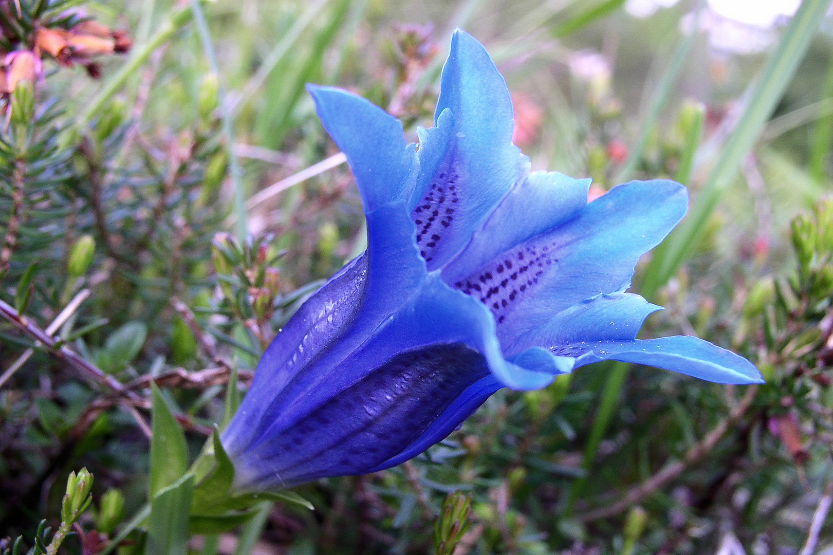 Stängelloser Kalk-Enzian (Gentiana clusii)