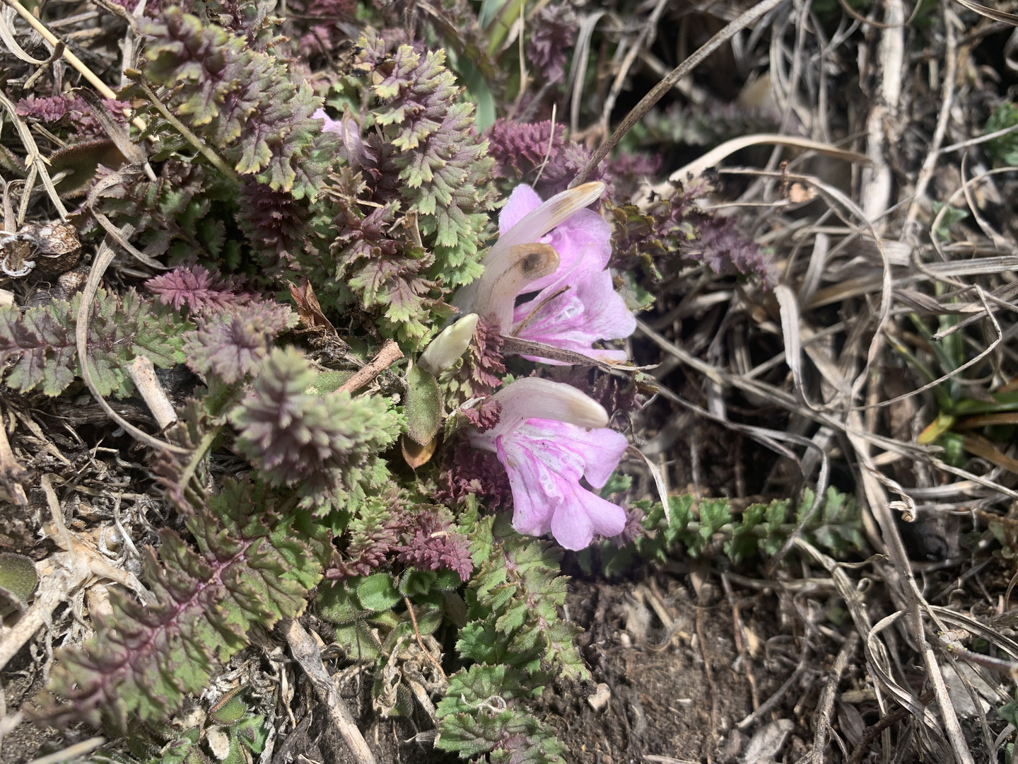 Stängelloses Läusekraut (Pedicularis acaulis)