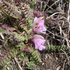 Stängelloses Läusekraut (Pedicularis acaulis)