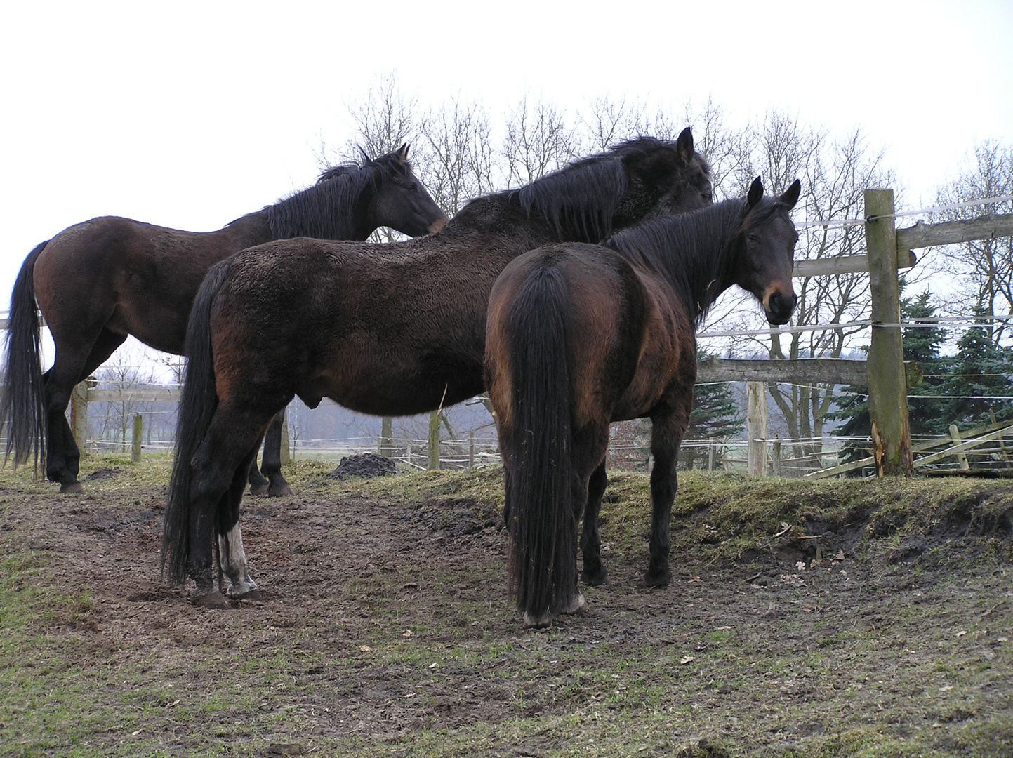 Stänkern am Zaun