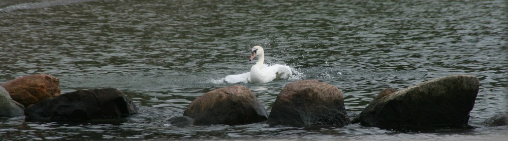 Stärke