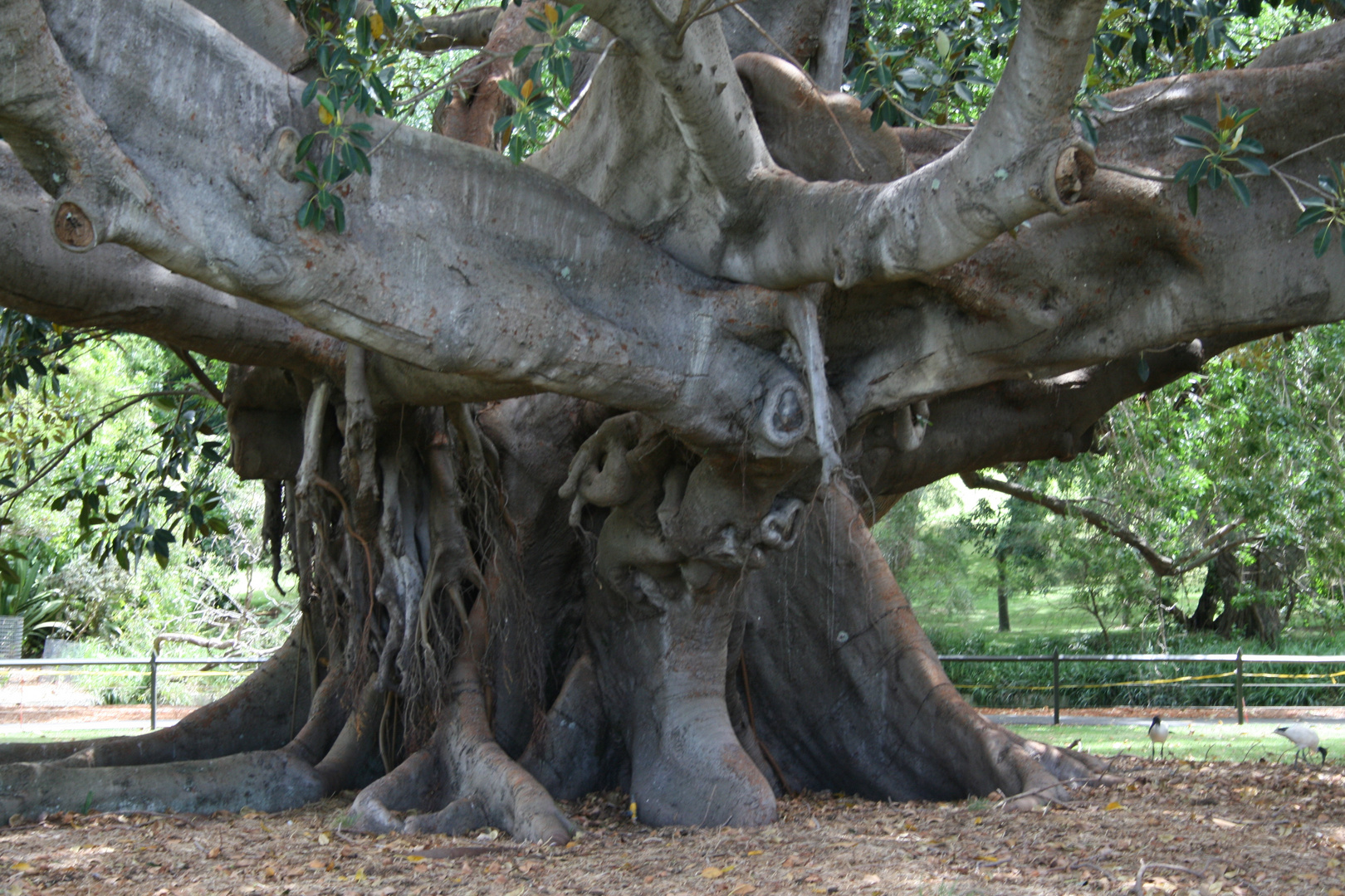 Stärke der Natur