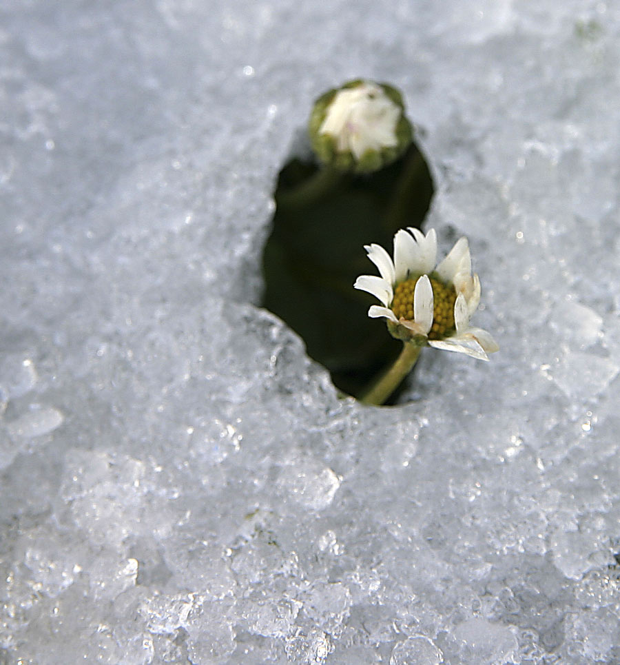 stärker als der Frost